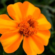 Bambino Marigold
