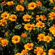 Bambino Marigold