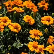 Bambino Marigold