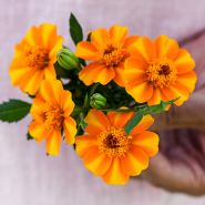 Bambino Marigold