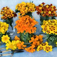 Disco Mix Marigolds in mason jars on a light background with garden scissors.