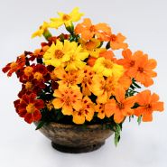 An arrangement of Disco Mix Marigold flowers in a wooden bowl on white background.