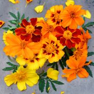 Close-up view of Disco Mix Marigold flowers on a light brown background.