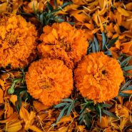 A close-up of Kee's Orange Marigold flowers with foliage on bed of bright orange petals.