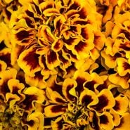 A close-up macro view of Little Hero Fire Marigold flowers.
