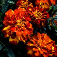 Close-up view of Safari Scarlet Marigolds growing in a Baker Creek greenhouse.