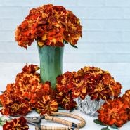 Safari Scarlet Marigolds arranged in a vase surrounded by blooms with garden scissors on a light background.