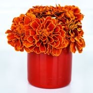 Safari Scarlet Marigolds in a red cup on a white background.