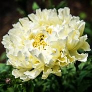 A Sugar and Spice Marigold growing in a greenhouse at Baker Creek.