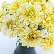 Close-up of Sugar and Spice Marigolds arranged in a vase.