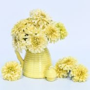 Sugar and Spice Marigolds in pale yellow honey pot on white background.