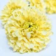 Close-up detailed macro shot of a Sugar and Spice Marigold on a white background.