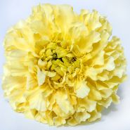 A single Sugar and Spice Marigold Flower on a white background.