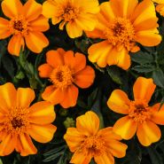 Bambino Marigold