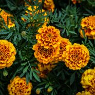 Chica Flame Marigolds growing outside in the trial gardens at Baker Creek.