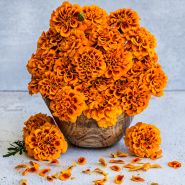 Chica Flame Marigolds piled high in a wooden bowl with petals and flowers on light background.