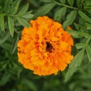 Crackerjack Mix on plant.