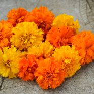 Crackerjack Mix - Marigold, African