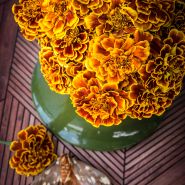 Colossus Red Gold Bicolor Marigold with moth.