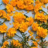 Gypsy Sunshine French Marigold
