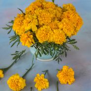 Gypsy Sunshine French Marigold