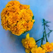 Gypsy Sunshine French Marigold