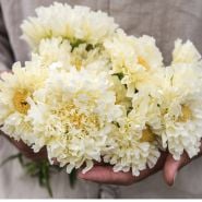 Kilimanjaro White Marigold
