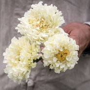 Kilimanjaro White Marigold