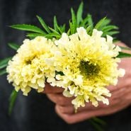 Kilimanjaro White Marigold