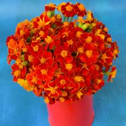 Linnaeus Burning Embers Marigold on bright blue background.