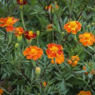 Linnaeus Burning Embers Marigold in garden.