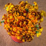 Linnaeus Burning Embers Marigold