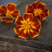 Trio of Linnaeus Burning Embers Marigold.