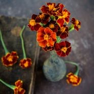 Linnaeus Burning Embers Marigold