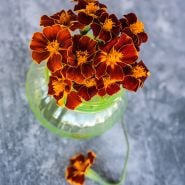 Linnaeus Burning Embers Marigold in tea kettle on marbled background.