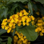 Sweet Mace Marigold or Mexican Mint growing in garden.