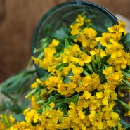 Sweet Mace Marigold or Mexican Mint spilling from vase.