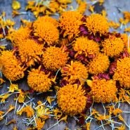 A arrangement of several blooms of the Orange Flame marigolds on a wooden board. Bright orange centers with red petals on the outer edge. 