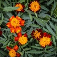 Orange Flame Marigold growing in garden.