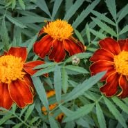 Orange Flame Marigold growing in garden.