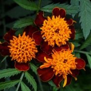 Orange Flame Marigold growing in garden.