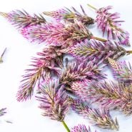 Close-up macro view of Matilda blooms on white background.