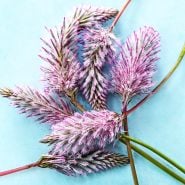 Close-up macro detailed view of Matilda flowers on light blue background.