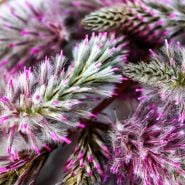 Extreme macro view of details in Matilda flowers.