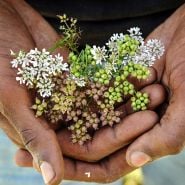 Hands holding some freshly harvested Indian Coriander in a garden at Baker Creek.