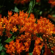 Butterfly Milkweed in garden.