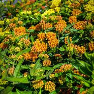 Close-up detail of Gay Butterflies Milkweed.


