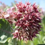 Milkweed Showy from Maggie Hirschauer copyright w permission to use for BCHS ONLY