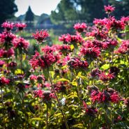 A flower bed full of backlit Panorama Red Bee Balm flowers growing in the Baker Creek Trial gardens.