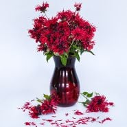 A red vase full of Panorama Red Bee Balm blooms on white background.